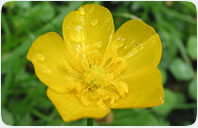 Philips Mifare 1 S50